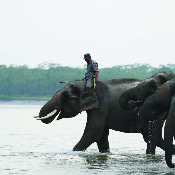 Explore Manas National Park