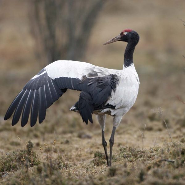 spot the endangered black necked crane