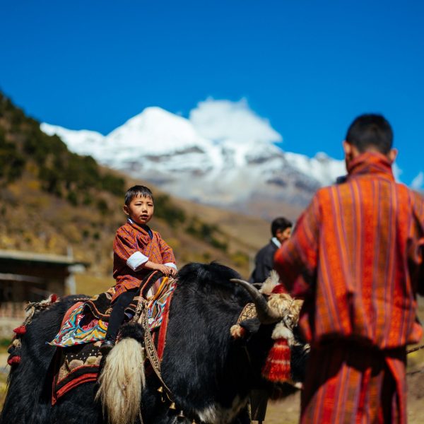 yak